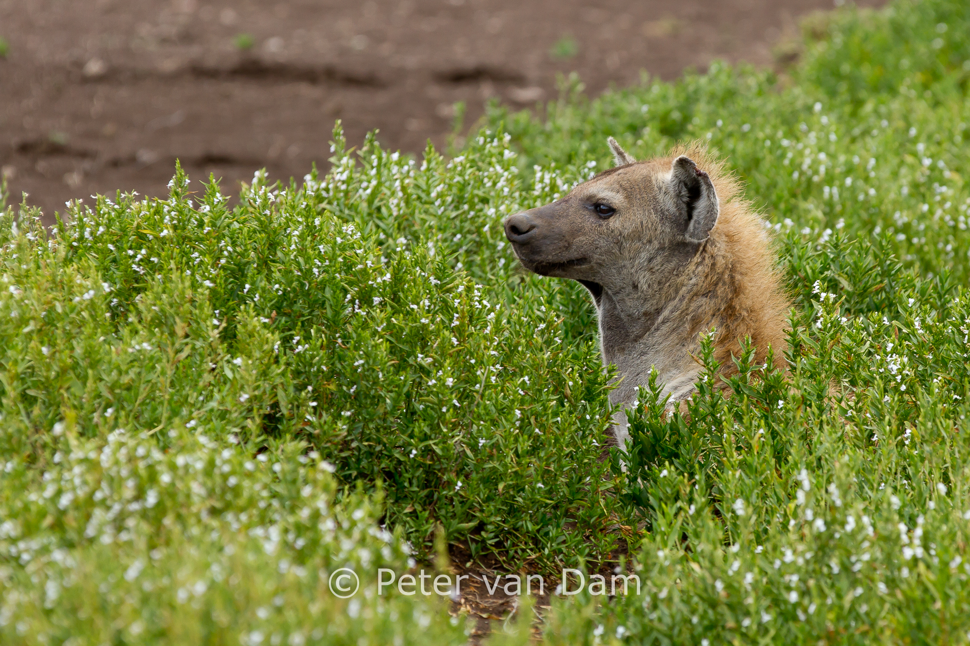 Hyena